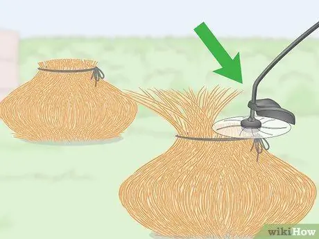 Чернослив декоративных трав Шаг 4