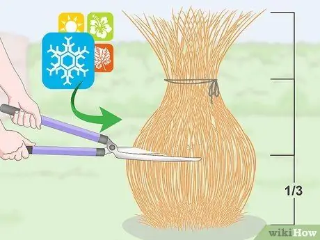 Чернослив декоративных трав Шаг 7