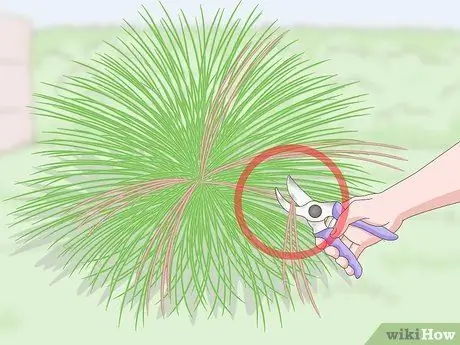 Чернослив декоративных трав Шаг 8