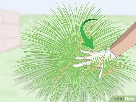 Чернослив декоративных трав Шаг 9