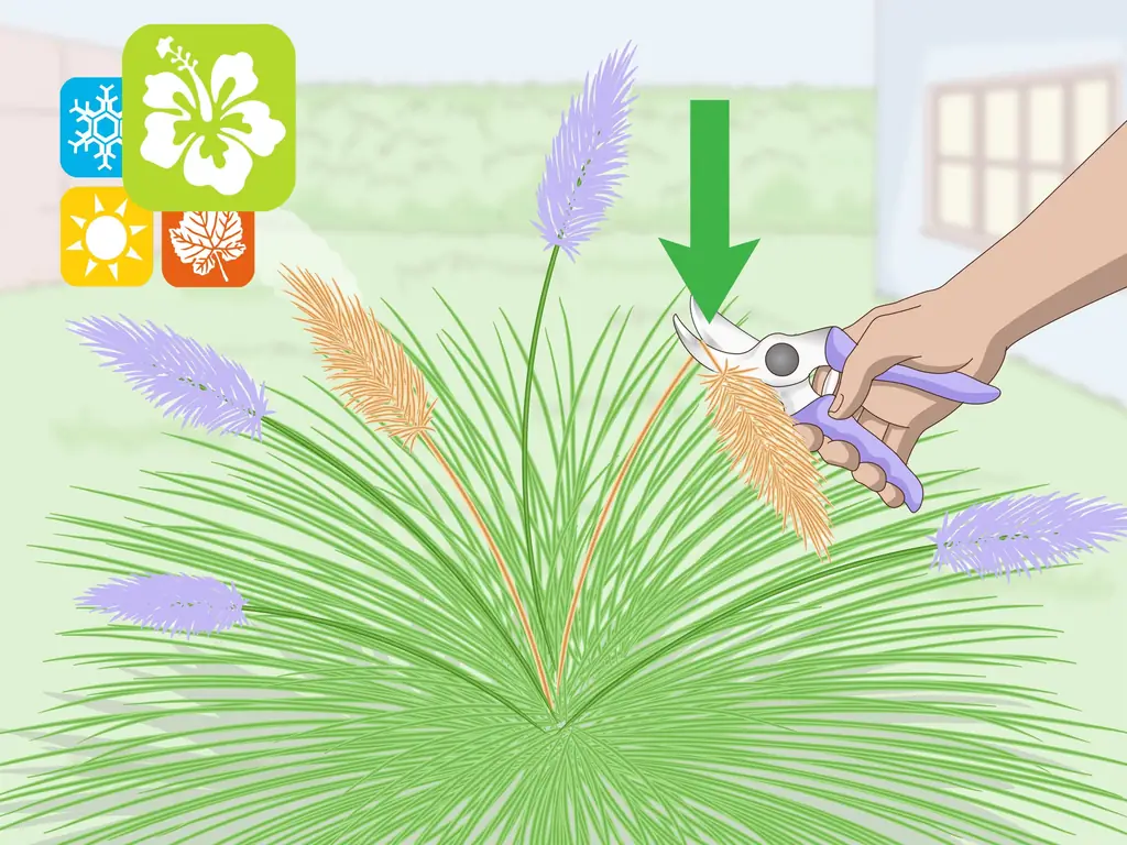3 способа обрезки декоративных трав