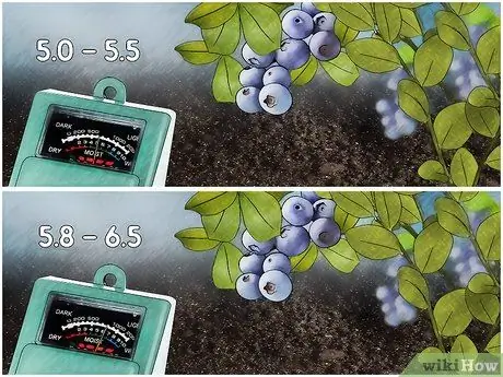 Отрегулируйте pH почвы, шаг 3