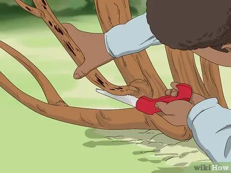 Черносливовая роза Шарон, шаг 2