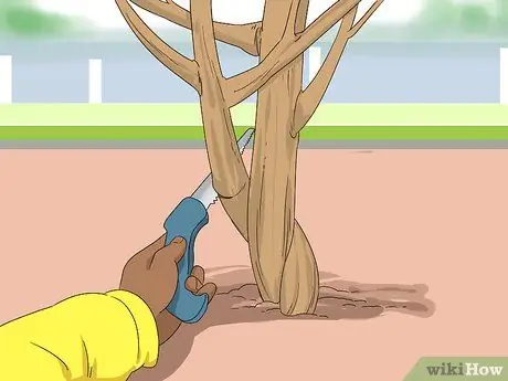 Черносливовая роза Шарон, шаг 3