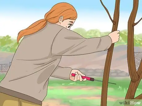 Черносливовая роза Шарон, шаг 5