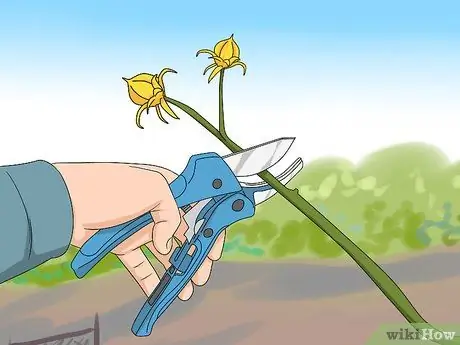 Черносливовая роза Шарон, шаг 6