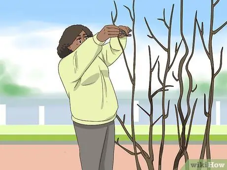 Черносливовая роза Шарон, шаг 7