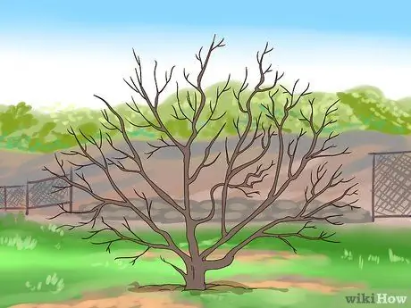 Черносливовая роза Шарон, шаг 8