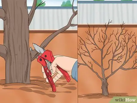 Черносливовая роза Шарон, шаг 9