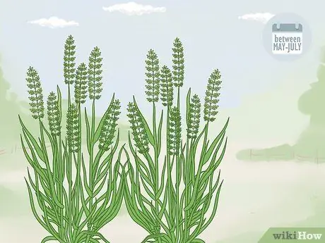 Определить Sweetgrass Шаг 10