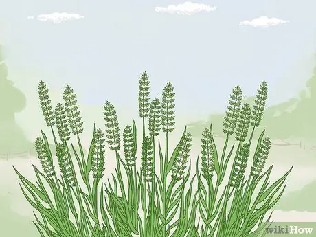 Определить Sweetgrass Шаг 2