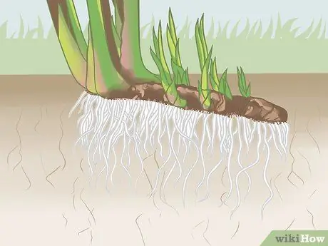 Определить Sweetgrass Шаг 3