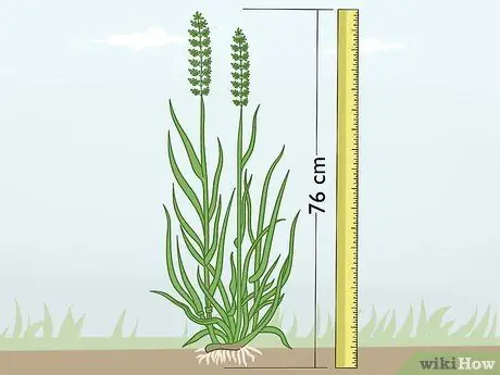 Определить Sweetgrass Шаг 6