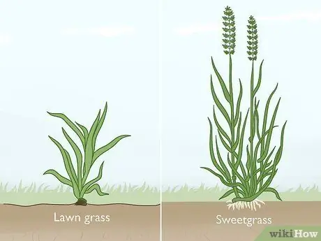 Определить Sweetgrass Шаг 7