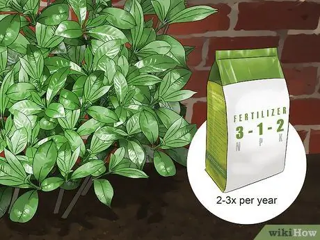 Обрезка куста гардении Шаг 12