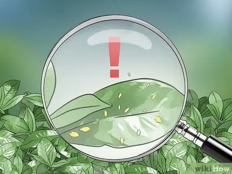 Обрезка куста гардении Шаг 13