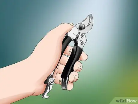 Обрезка куста гардении Шаг 4