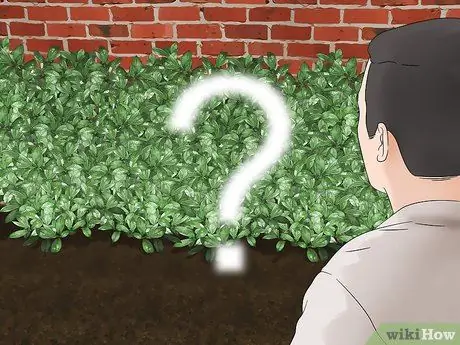 Обрезка куста гардении Шаг 6