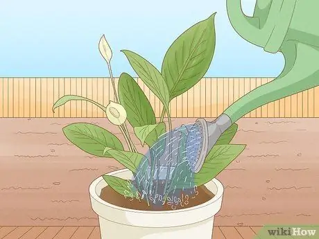 Определите, сколько воды нужно растениям Шаг 1