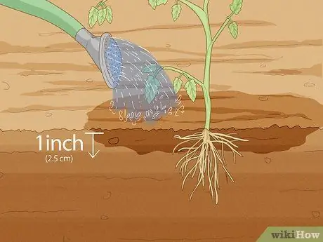 Определите, сколько воды нужно растениям Шаг 14