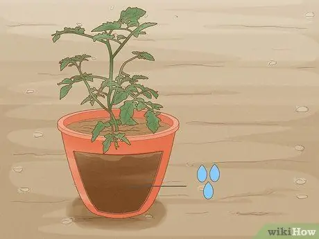 Определите, сколько воды нужно растениям Шаг 8