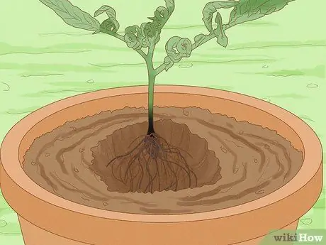 Определите, сколько воды нужно растениям Шаг 9