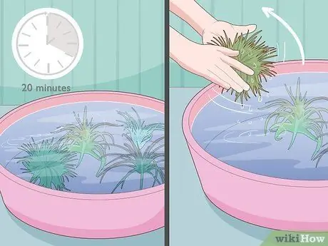 Водно-воздушные растения Шаг 3