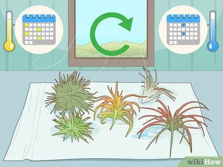 Водяные воздушные растения Шаг 5