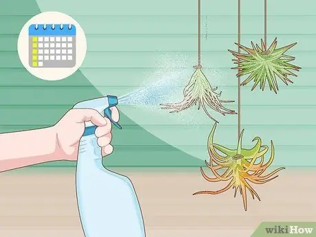 Водяные воздушные растения Шаг 8