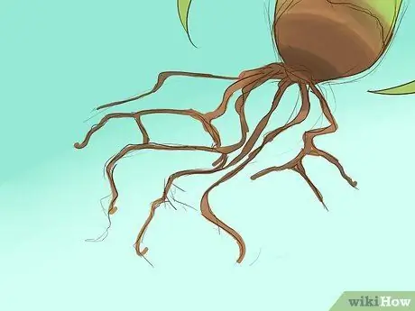 Уход за воздушными растениями Шаг 10