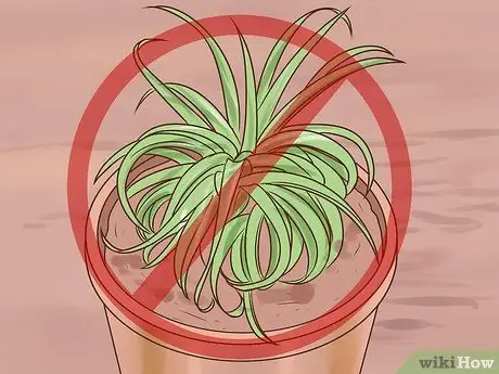 Уход за воздушными растениями Шаг 13
