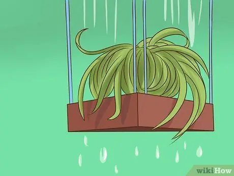 Уход за воздушными растениями Шаг 2