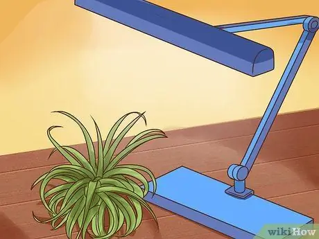 Уход за воздушными растениями Шаг 6