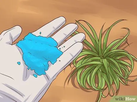 Уход за воздушными растениями Шаг 7