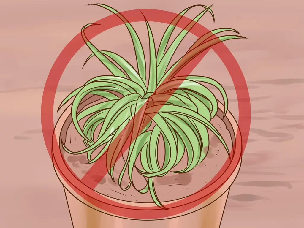 3 способа ухода за воздушными растениями