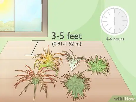 Уход за воздушными растениями в помещении Шаг 1