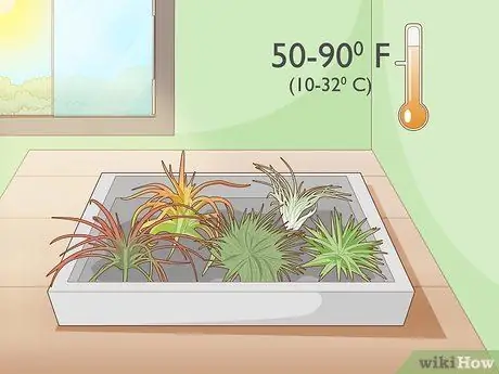 Уход за воздушными растениями в помещении Шаг 3