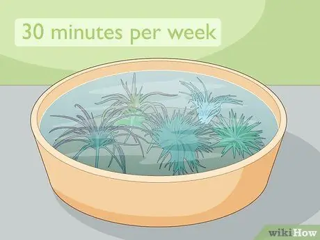 Уход за воздушными растениями в помещении Шаг 4