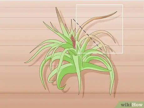 Уход за воздушными растениями в помещении Шаг 8