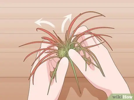 Уход за воздушными растениями в помещении Шаг 9