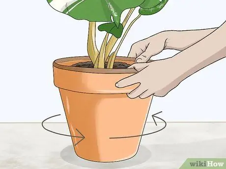 Выращивание пестрой монстеры Шаг 10