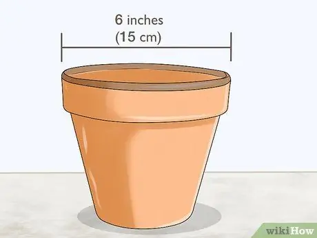 Выращивание пестрой монстеры, шаг 3
