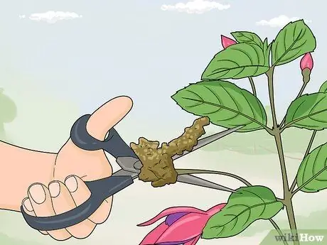 Борьба с галловым клещом Fuschia Step 1