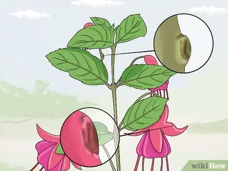 Борьба с галловым клещом Fuschia Step 13