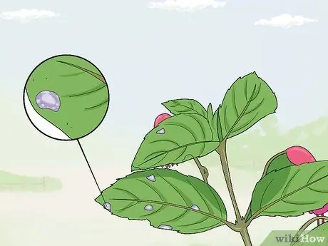Борьба с галловым клещом Fuschia Step 14