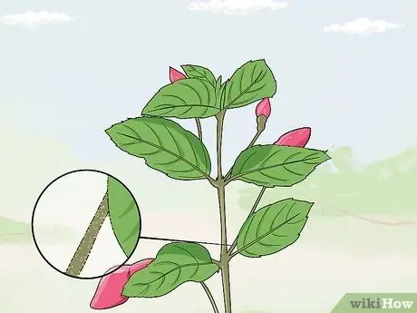 Борьба с галловым клещом Fuschia Step 15