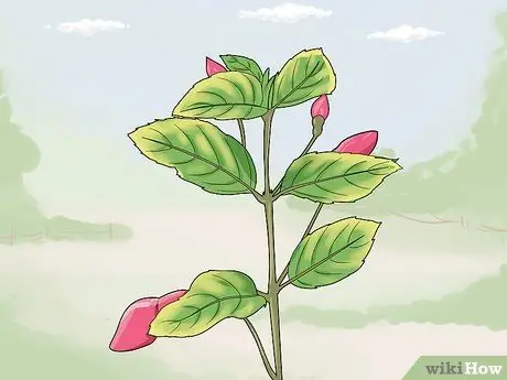 Борьба с галловым клещом Fuschia Step 16
