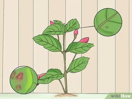 Борьба с галловым клещом Fuschia Step 17