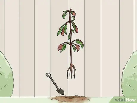 Борьба с галловым клещом Fuschia Step 2