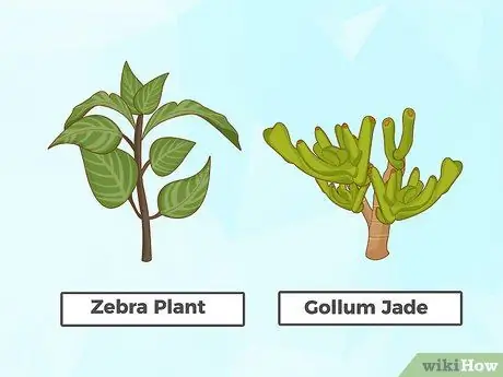 Посадите суккуленты в помещении Шаг 1